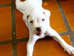 Contato do dono (Amanda): (48) 84211190   Filhote de Boxer albino da famlia Juppa do Roado. A famlia est a sua procura desesperadamente. Ajude Telefone da famlia: 32590275 - 84841058