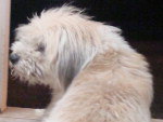 Contato do dono (Maribel): (48) 30286359 - Nome: Bethoven, Poodle branco.  Ol, nosso cachorrinho Bethoven sumiu no dia 23/03 no bairro Jardim Atlntico, tem porte mdio, cor bege/champanhe de raa indefinida/mista, bem peludo e faz muita falta a nossas crianas e toda a famlia.