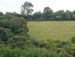 Uma das preocupaes dos proprietrios do haras  preservar a mata nativa