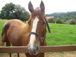 O haras cria animais da linhagem de corrida da raa quarto de milha
