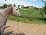 Srie vai mostrar haras reconhecidos na criao de cavalos quarto de milha