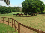 O primeiro programa visitou o Haras Flor do Campo