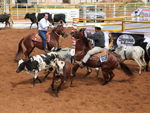 Prova Ranch Sorting no primeiro dia do Congresso