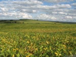 Lavouras de soja na regio do Vau dos Prestes, interior do Municipo de Encruzilhada do Sul, uma regio de clima muito favorvel e de terras extremamente produtivas