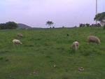 Ovelhas mansamente pastando numa tarde de outono (campo da rdio Santamariense)