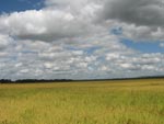 Lavouras de arroz em Encruzilhada do Sul, RS