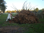 Est� foto foi tirada no dia de hoje (25/04/2011) no s�tio de minha fam�lia, em Fazenda Vilanova. Fomos ver os estragos que o temporal do feriado causou e nos deparamos com �rvores caidas 