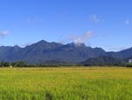 Linda paisagem na regio rural de Joinville, bairro Vila Nova, arrozal com a serra Dona Francisca ao fundo