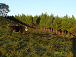 Amanhecer no Rancho Morro Alto - Linha Mariano, Roca Sales. Vaquinha curtindo o amanhecer no orvalho...