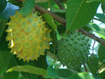 estou enviando as fotos da mangueira e da manga uma delas, pesou 2,200gr sendo que as outras ficaram em uma mdia de 2 kgs. Envio tambm, uma foto da fruta do conde que pesou 900 gramos, cuja planta pertence a minha vizinha, Cirena Kettermann. Isso comprova que as terras de Montenegro, mesmo possuindo um cinturo ctrico, so prdigas tambm em produzir frutos nativos da sia que seriam melhores cultivados no Norte e Nordeste do Brasil, Manga e Fruta do Conde