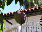 estou enviando as fotos da mangueira e da manga uma delas, pesou 2,200gr sendo que as outras ficaram em uma mdia de 2 kgs. Envio tambm, uma foto da fruta do conde que pesou 900 gramos, cuja planta pertence a minha vizinha, Cirena Kettermann. Isso comprova que as terras de Montenegro, mesmo possuindo um cinturo ctrico, so prdigas tambm em produzir frutos nativos da sia que seriam melhores cultivados no Norte e Nordeste do Brasil, Manga e Fruta do Conde