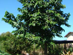 estou enviando as fotos da mangueira e da manga uma delas, pesou 2,200gr sendo que as outras ficaram em uma mdia de 2 kgs. Envio tambm, uma foto da fruta do conde que pesou 900 gramos, cuja planta pertence a minha vizinha, Cirena Kettermann. Isso comprova que as terras de Montenegro, mesmo possuindo um cinturo ctrico, so prdigas tambm em produzir frutos nativos da sia que seriam melhores cultivados no Norte e Nordeste do Brasil, Manga e Fruta do Conde