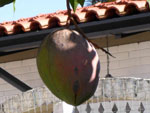 estou enviando as fotos da mangueira e da manga uma delas, pesou 2,200gr sendo que as outras ficaram em uma mdia de 2 kgs. Envio tambm, uma foto da fruta do conde que pesou 900 gramos, cuja planta pertence a minha vizinha, Cirena Kettermann. Isso comprova que as terras de Montenegro, mesmo possuindo um cinturo ctrico, so prdigas tambm em produzir frutos nativos da sia que seriam melhores cultivados no Norte e Nordeste do Brasil, Manga e Fruta do Conde