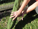 bucha vegetal- fevereiro com 1,20cm. em maio 1,27cm foto de Glaziele Faccin Greff- na foto Leonilda Faccin