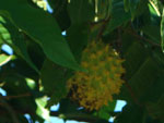 estou enviando as fotos da mangueira e da manga uma delas, pesou 2,200gr sendo que as outras ficaram em uma mdia de 2 kgs. Envio tambm, uma foto da fruta do conde que pesou 900 gramos, cuja planta pertence a minha vizinha, Cirena Kettermann. Isso comprova que as terras de Montenegro, mesmo possuindo um cinturo ctrico, so prdigas tambm em produzir frutos nativos da sia que seriam melhores cultivados no Norte e Nordeste do Brasil, Manga e Fruta do Conde