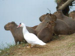 Sem ter outros patos para dividir a beira do rio,  o pato se aproximou das capivaras e foi adotado. 