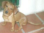 Contato da dona (Luciene Corra): (48) 3244-3782 / 9918-9226 / 9946-9092   Meu cachorro Mike, fugiu de casa (quarta- feira - 04/05/11) pela manh. Ns moramos no bairro Procasa (Prximo ao Shopping Itaguau). Ele  super dcil. A raa dele  bass com linguia, conforme foto. Ele  um cachorro de estimao e estamos sentindo muito a sua falta.