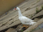 Sem ter outros patos para dividir a beira do rio,  o pato se aproximou das capivaras e foi adotado.