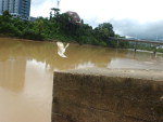 Sem ter outros patos para dividir a beira do rio,  o pato se aproximou das capivaras e foi adotado.