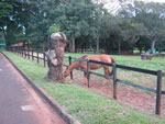 Haras Sacramento trabalha desde a reproduo at a comercializao de cavalos