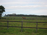 O Haras Sacramento est localizado em Avar (SP)