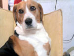 Essa  a foto do Bidu, da raa Beagle. Ele tem 4 anos e a alegria da famlia Santanna.
