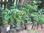 Quilombolas mantm tradio no cultivo de ervas medicinais