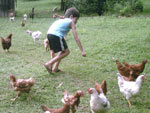 Gustavo tentando pegar as galinhas