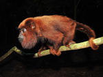 Macaco-bugio