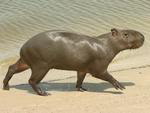 Capivara