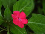 Flor Beijo-de-freira