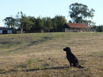 Bueno vai mais uma foto que gosto muito que defino ela como sentinela das coxilhas foto tambm tirada em julho/2010 na Estncia Amendoeira em Bag/RS. Abrao 