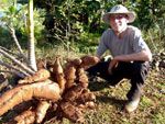 Egon Bomm colheu Mandioca Gigante no Repouso Los Calvos, interior Concrdia/SC. Faz divisa com RS, margem do Rio Uruguai, 44 Km de Erechim. Temos uma filha arquiteta que mora em So Leopoldo/RS. O peso da mandioca  de aproximadamente 60 kg.