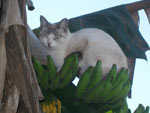 Minha gatinha Branca, a guardi das bananeiras! Fotografamos ela, num fim de tarde, cuidando para que os passarinhos no atacassem o cacho de bananas do meu quintal. 