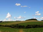 Plantao de milho no municpio de Ipiranga do Sul