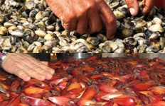 Para salvar as espécies, a coleta e o manejo devem ser sustentáveis - Montagem DC