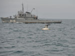 Gaivota passa ao lado dos navios do grupo-tarefa da Marinha