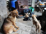 Casal Rogrio e Solange criam 72 cachorros em Gaspar