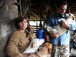 Casal Rogrio e Solange criam 72 cachorros em Gaspar