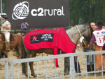 Feriado de Santa Edwiges, o cavalo campeo