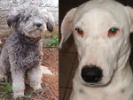 Contato do dono (Paulo Francisco): (48) 9977-7043  powzado@gmail.com os dois cachorros desapareceram no dia 10/08, Itacorubi 
