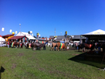 Animais preparados para a abertura oficial da Expointer 2011