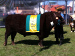 Grande Campeo da raa devon se prepara para o desfile dos grandes campees 
