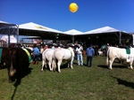 Animais so preparados para o desfile dos grandes campees