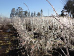 Fotos tiradas em Vacaria onde o frio chegou a - 2,9 graus. Para proteger a cultura do mirtilo, tivemos de acionar o sistema de combate a geada. Congelou tudo, mas a fruta ficou garantida