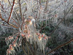 Fotos tiradas em Vacaria onde o frio chegou a - 2,9 graus. Para proteger a cultura do mirtilo, tivemos de acionar o sistema de combate a geada. Congelou tudo, mas a fruta ficou garantida