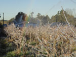 Fotos tiradas em Vacaria onde o frio chegou a - 2,9 graus. Para proteger a cultura do mirtilo, tivemos de acionar o sistema de combate a geada. Congelou tudo, mas a fruta ficou garantida