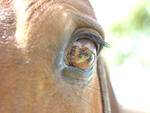 A imagem preferida de Rafaela foi feita durante reportagem sobre a puxada de cavalos de Pomerode, em abril de 2010. A sensibilidade da fotgrafa resumiu em uma imagem o sofrimento dos animais. A foto foi capa da edio de 20 de abril de 2010