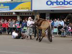 No desfile nas ruas de Santo �ngelo, um cavalariano acabou caindo.