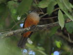 Sabi-laranjeira